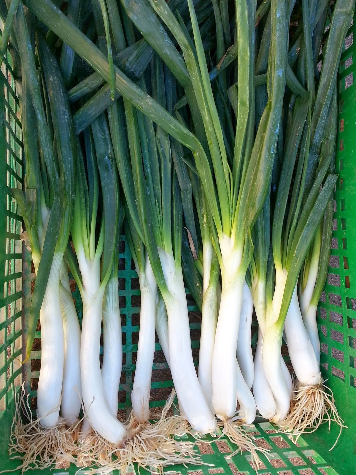DAUN BAWANG